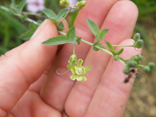 Basananthe triloba (Basananthe triloba)