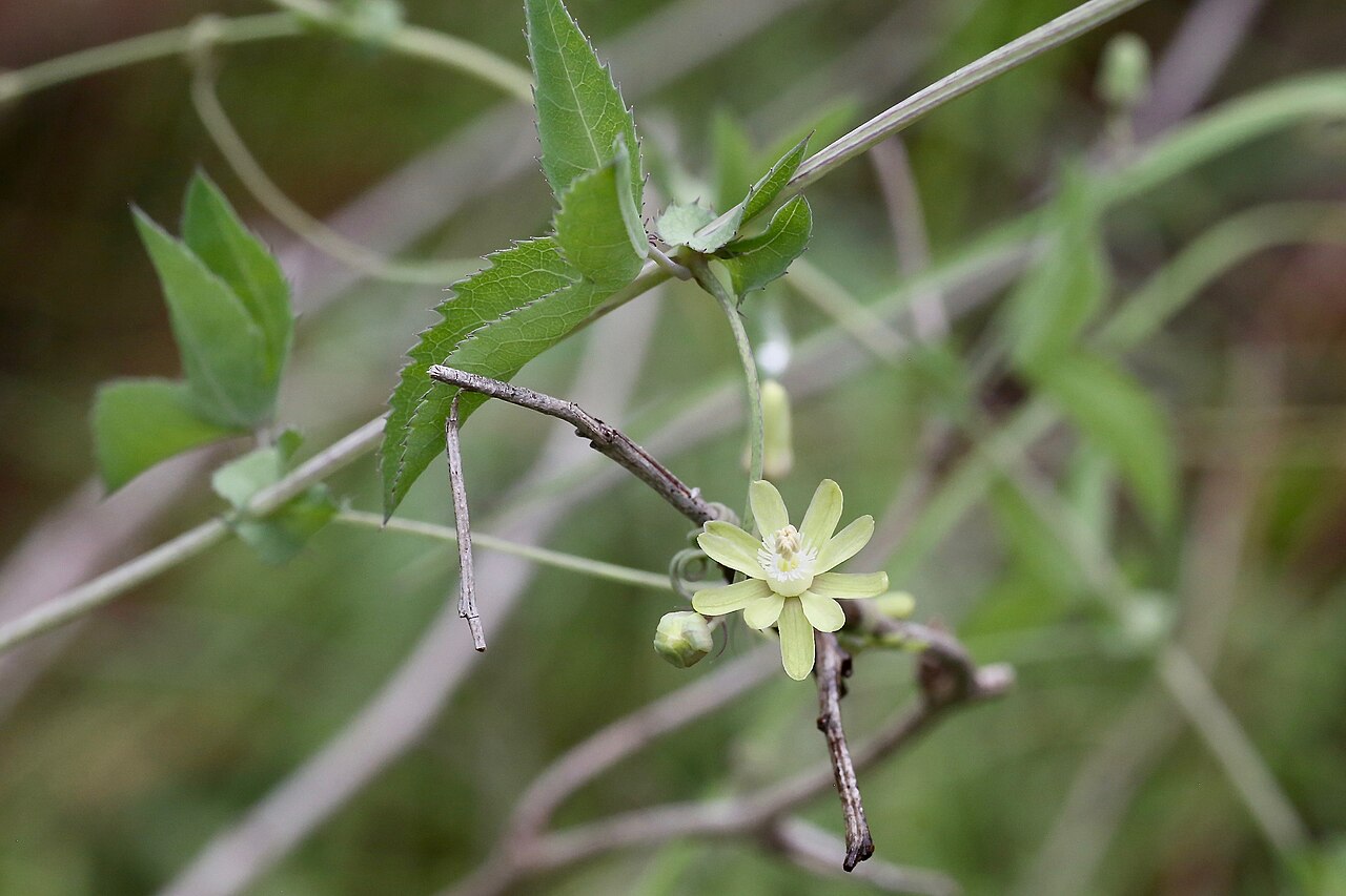 Basananthe triloba: South Africa, Mpumalanga, Louw's Creek.