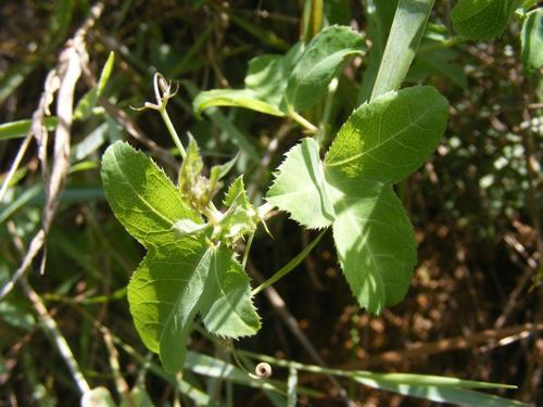 Basananthe triloba (Basananthe triloba)