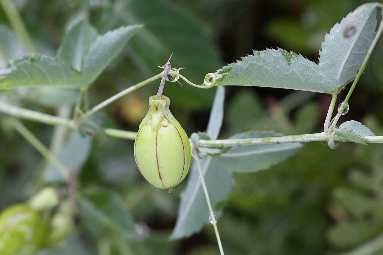 Basananthe triloba: South Africa, Mpumalanga, Louw's Creek.