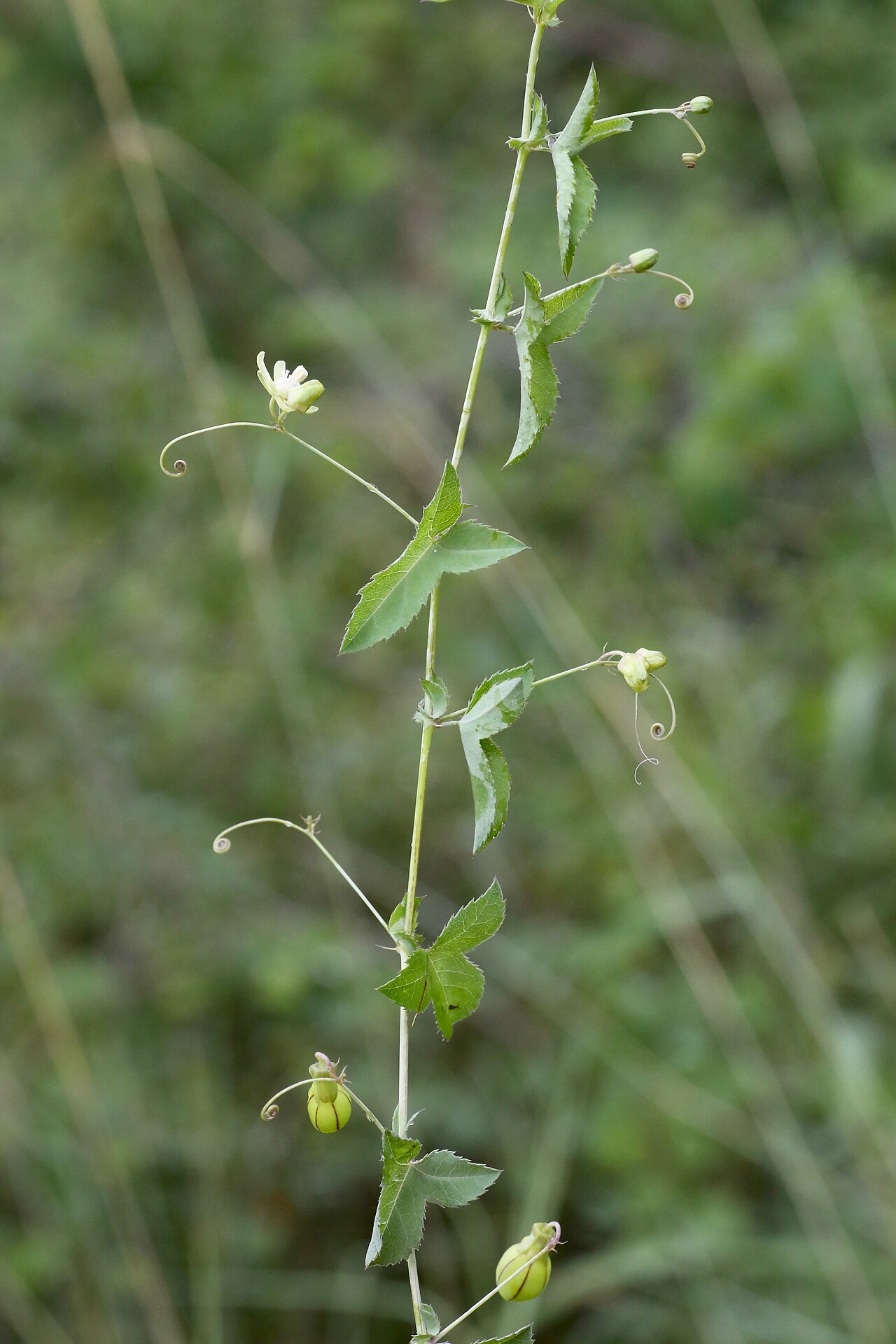 Basananthe triloba: South Africa, Mpumalanga, Louw's Creek.