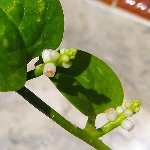 Ceylon spinach: Bunga lembayung (bayam) malabar