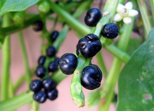 Ceylon spinach: (Basella alba) Malabar spinach at Bandlaguda in Rangareddy district, Andhra Pradesh