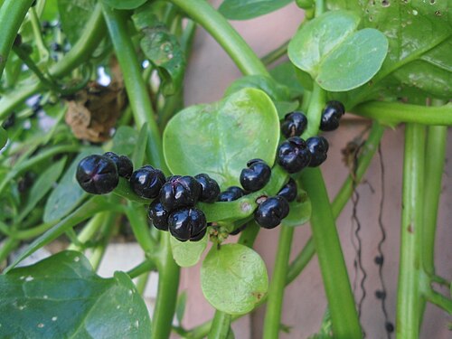 Ceylon spinach: (Basella alba) Malabar spinach at Bandlaguda in Rangareddy district, Andhra Pradesh