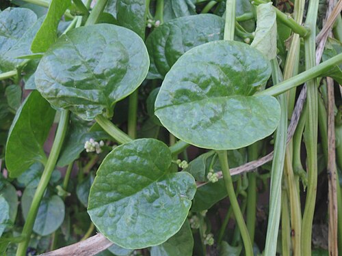 Ceylon spinach: (Basella alba) Malabar spinach at Bandlaguda in Rangareddy district, Andhra Pradesh