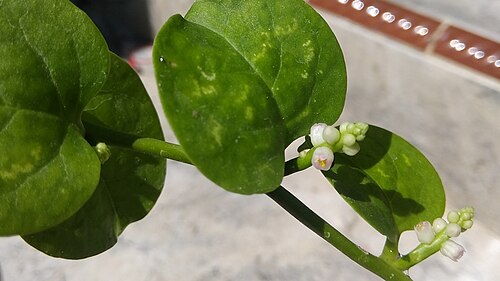 Ceylon spinach: Bunga lembayung (bayam) malabar