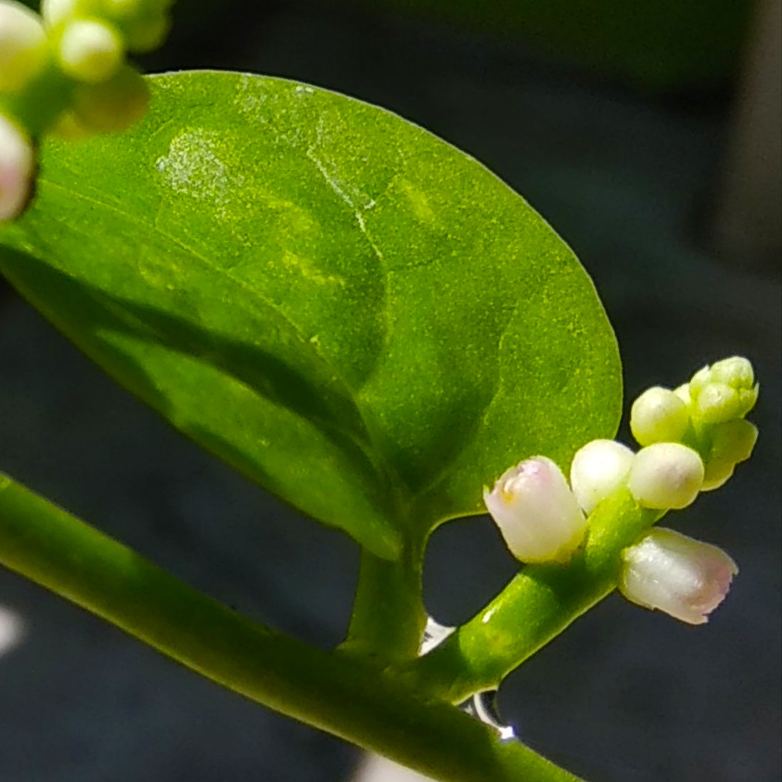 Ceylon spinach: Bunga lembayung (bayam) malabar