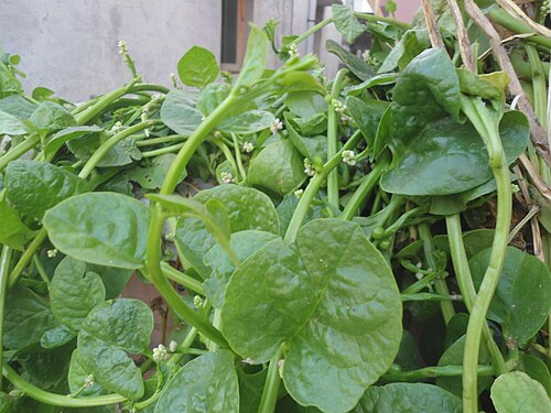 Ceylon spinach: (Basella alba) Malabar spinach at Bandlaguda in Rangareddy district, Andhra Pradesh