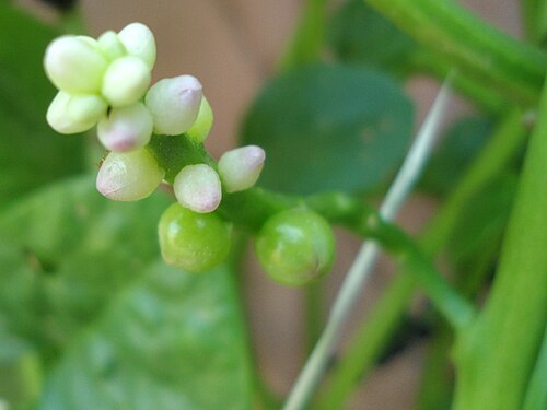 Ceylon spinach: (Basella alba) Malabar spinach at Bandlaguda in Rangareddy district, Andhra Pradesh