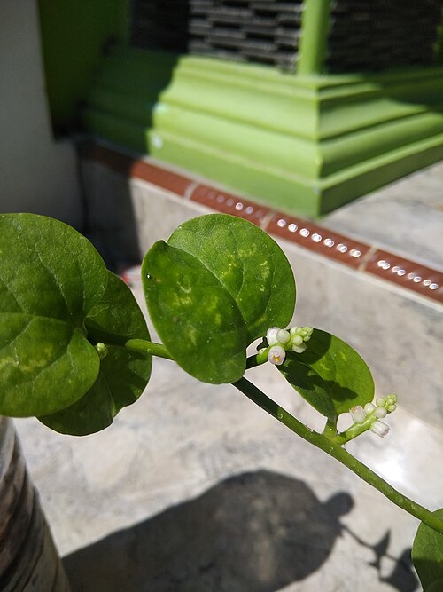 Ceylon spinach: Bunga lembayung (bayam) malabar