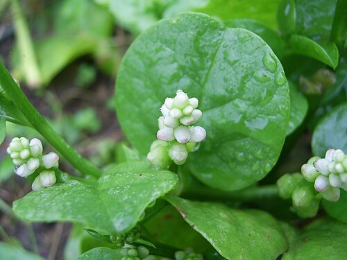 Ceylon spinach (Basella alba)