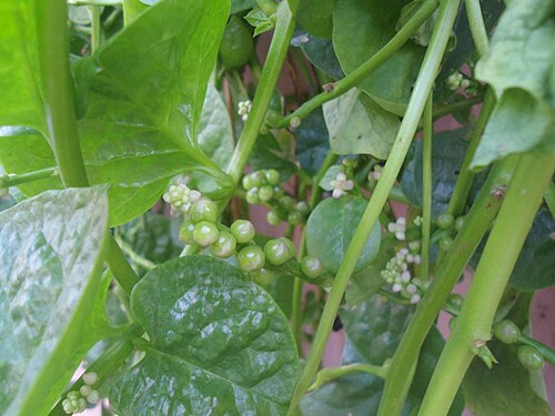 Ceylon spinach: (Basella alba) Malabar spinach at Bandlaguda in Rangareddy district, Andhra Pradesh