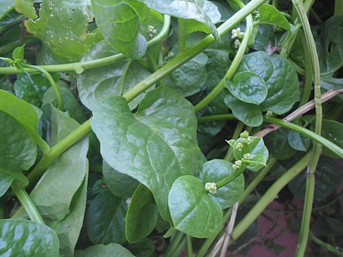Ceylon spinach: (Basella alba) Malabar spinach at Bandlaguda in Rangareddy district, Andhra Pradesh