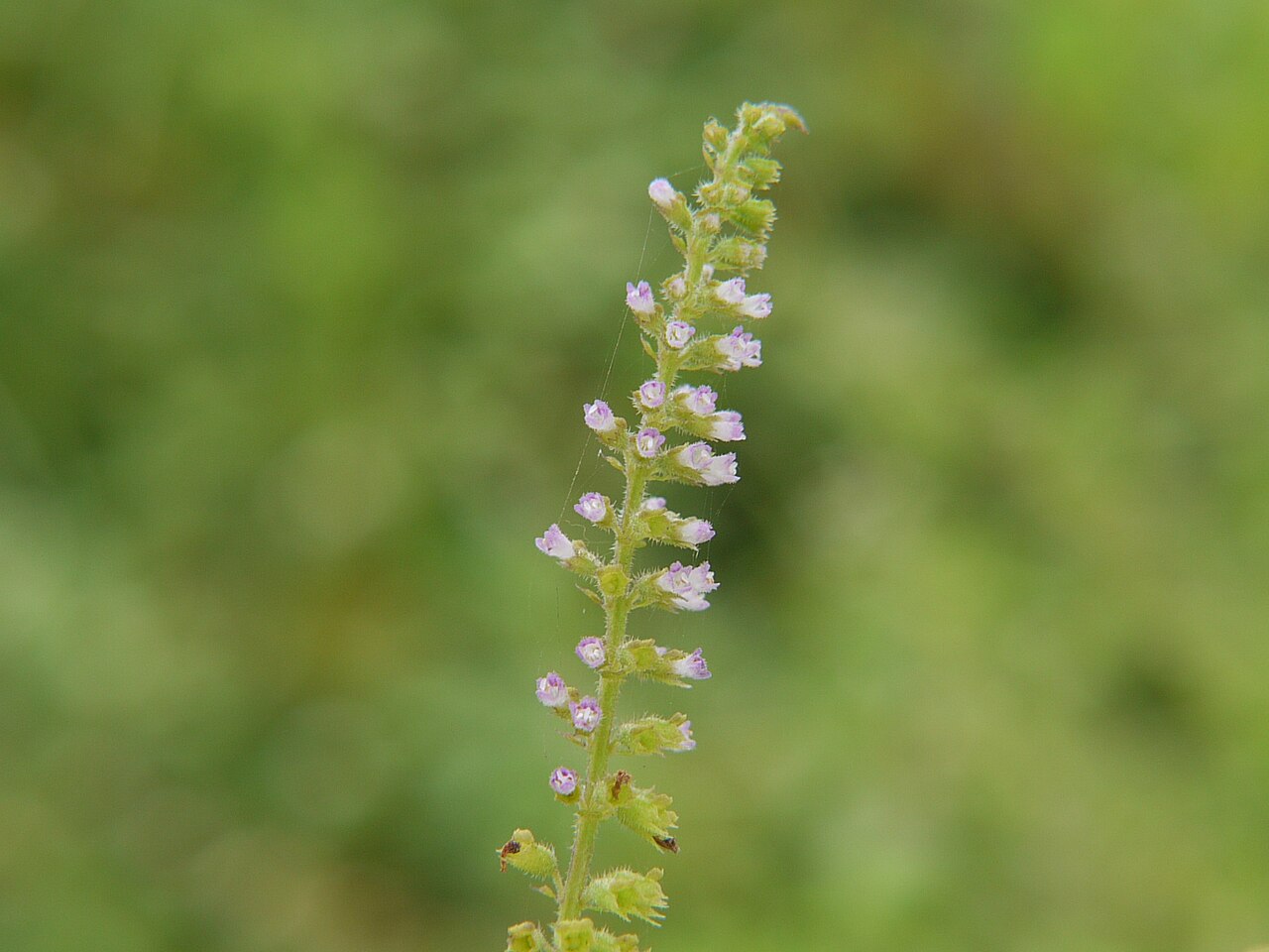 Musk basil: Basilicum polystachyon
