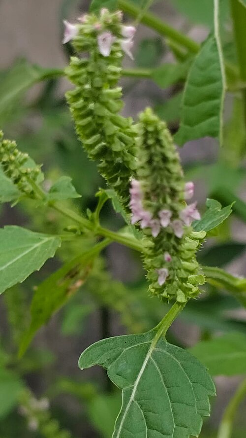 Musk basil: Sangket Leaves (Javanese) Latin name: Basilicum polystachyon (Anonymous, 2019), Javanese people usually call them sangket leaves, used to treat small children w