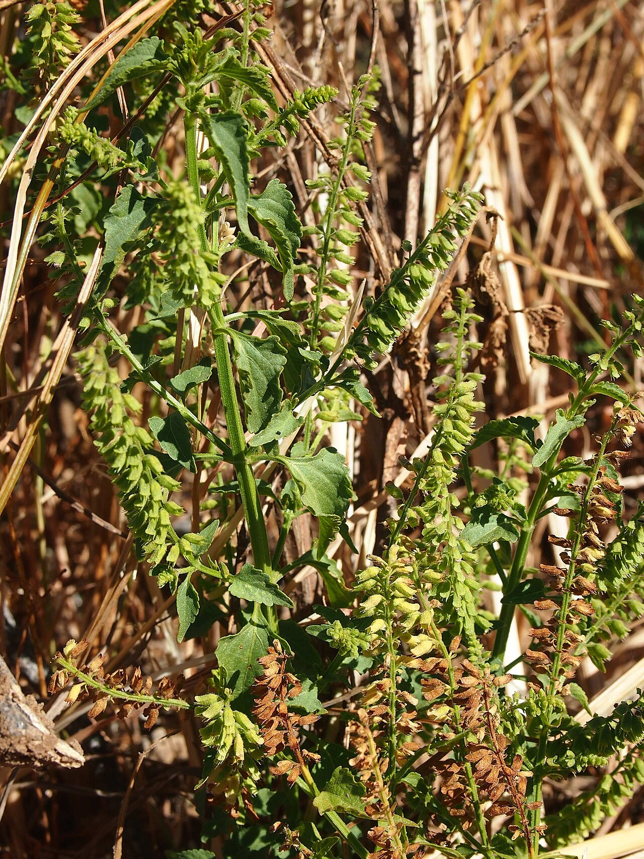 Musk basil: Basilicum polystachyon