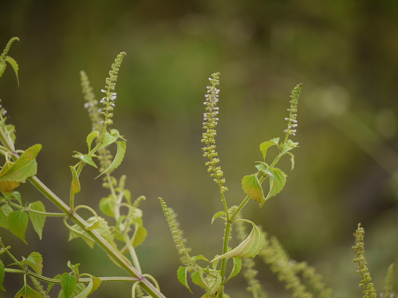Musk basil: Basilicum polystachyon