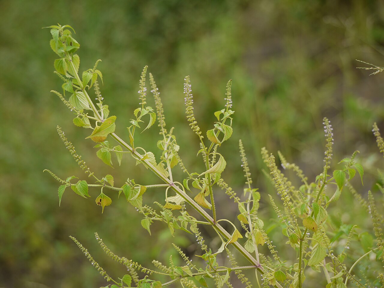 Musk basil: Basilicum polystachyon