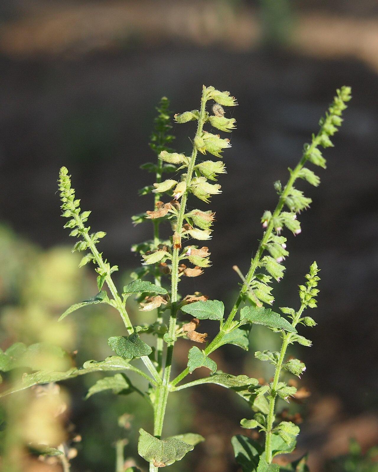 Musk basil: Basilicum polystachyon fruit