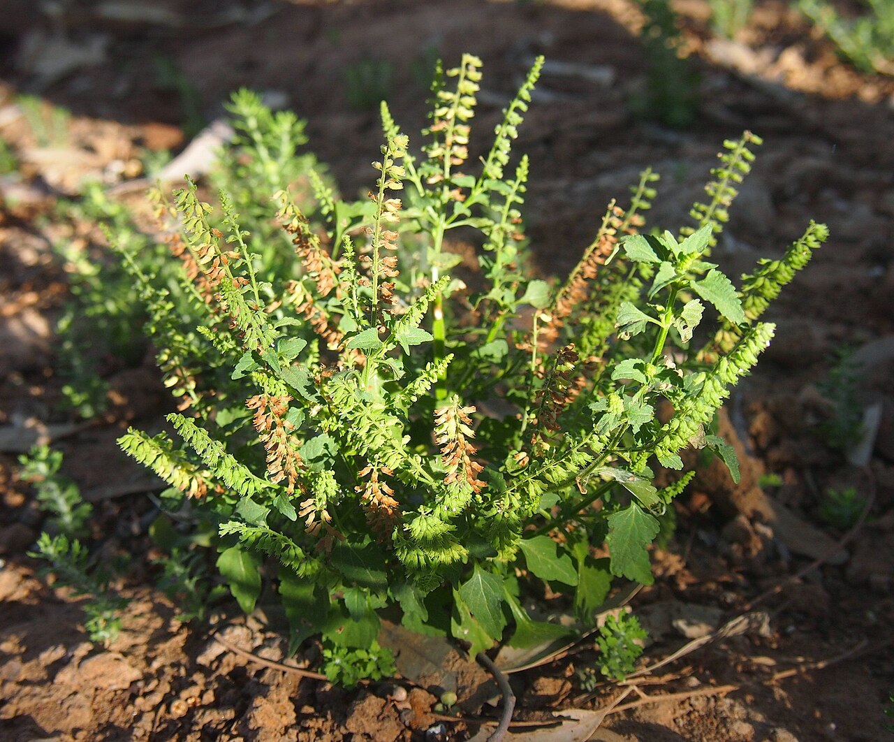Musk basil: Basilicum polystachyon habit