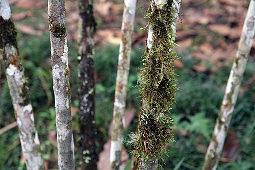 Basselinia eriostachys: Location taken: Wilson Botanical Garden, Las Cruces Biological Station, Costa Rica. Names: Basselinia eriostachys Becc. Classification: Plantae > Magnoliophyta