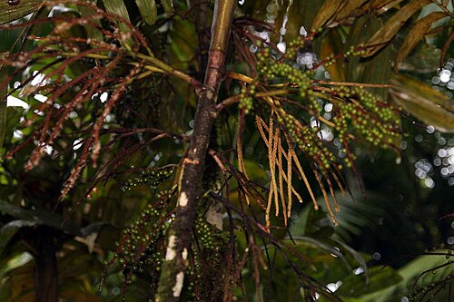 Basselinia eriostachys: Location taken: Wilson Botanical Garden, Las Cruces Biological Station, Costa Rica. Names: Basselinia eriostachys Becc. Classification: Plantae > Magnoliophyta