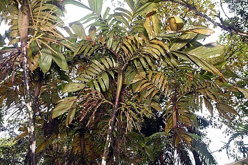 Basselinia eriostachys: Location taken: Wilson Botanical Garden, Las Cruces Biological Station, Costa Rica. Names: Basselinia eriostachys Becc. Classification: Plantae > Magnoliophyta