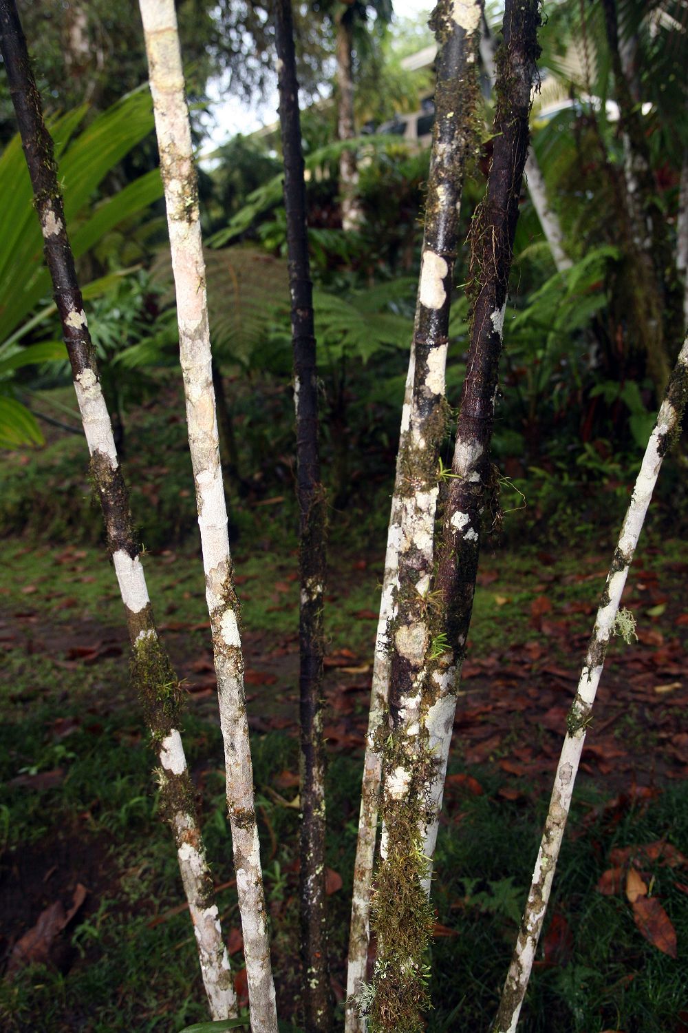 Basselinia eriostachys: Location taken: Wilson Botanical Garden, Las Cruces Biological Station, Costa Rica. Names: Basselinia eriostachys Becc. Classification: Plantae > Magnoliophyta