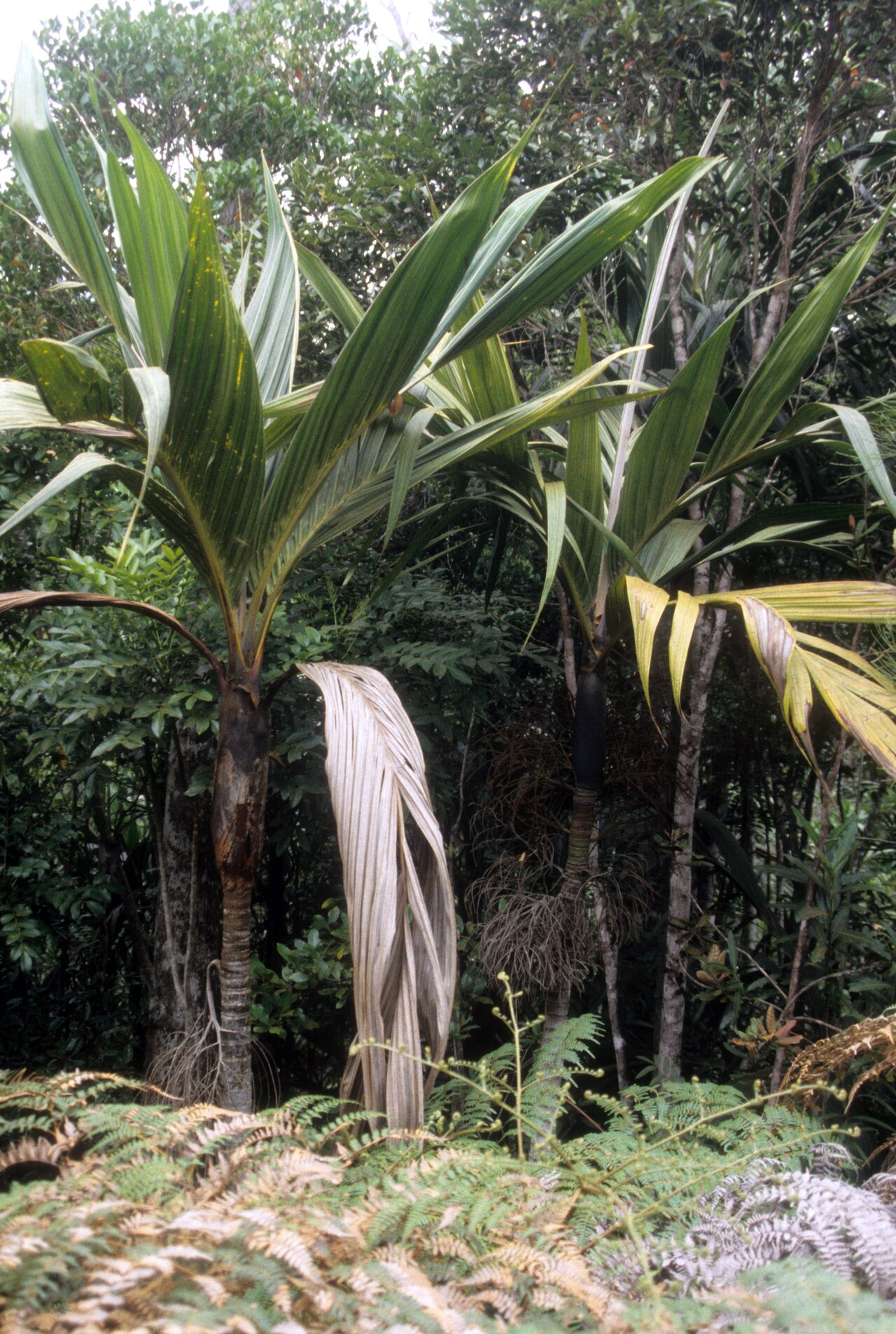 Black basselinia: Basselinia pancheri , Galliéni Mine, New Caledonia. Oct 2000.
