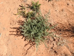 Bassia muricata (Bassia muricata)