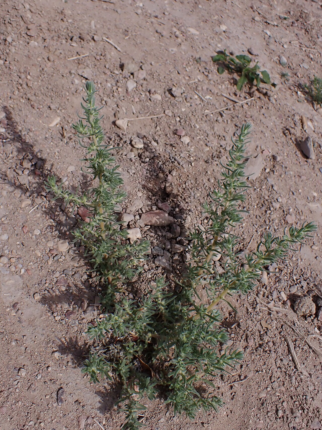 Bassia muricata: Bassia muricata in Eilat, S Israel