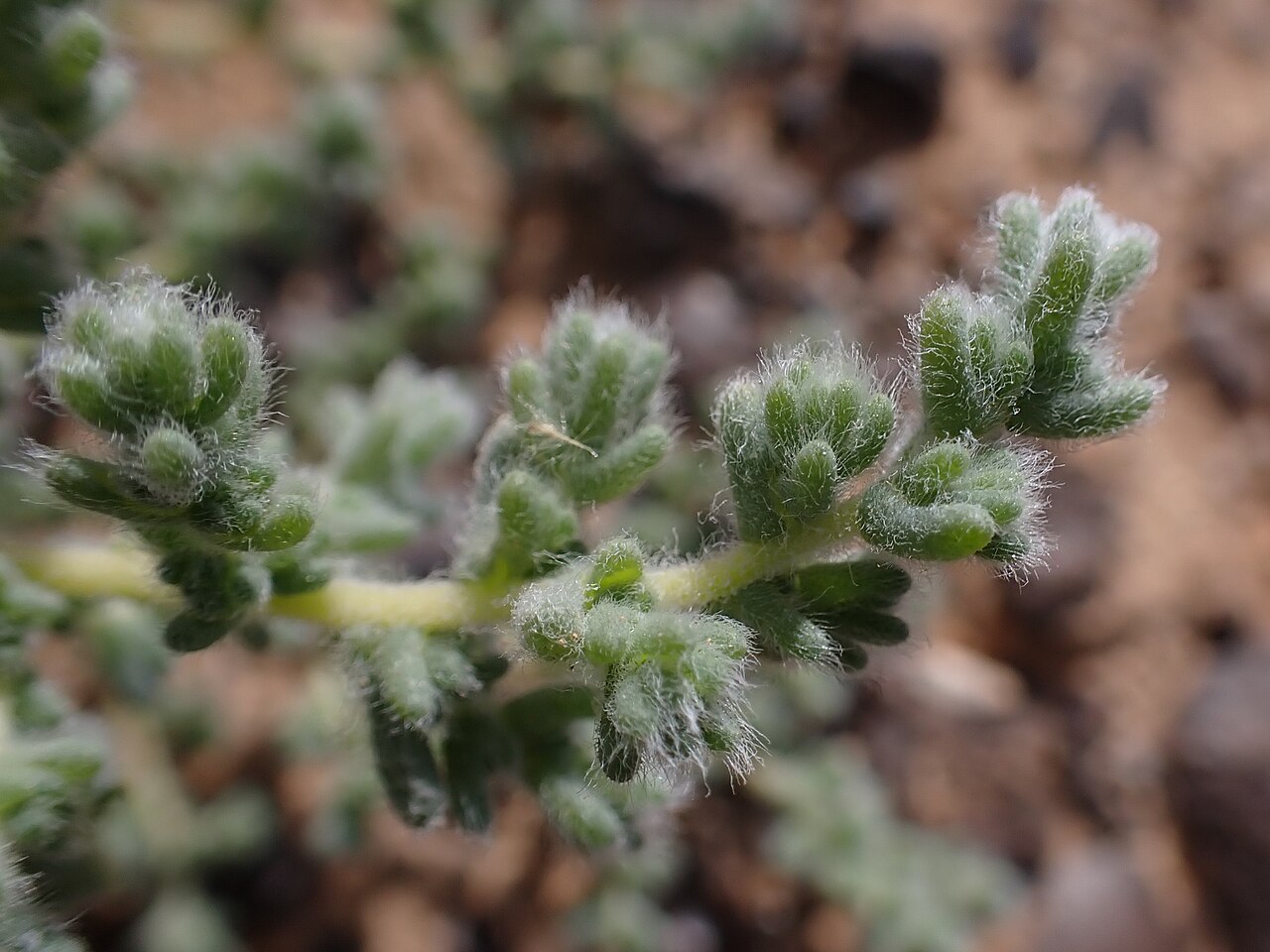 Bassia muricata: Bassia muricata in Al Mahmadiya in Jordan