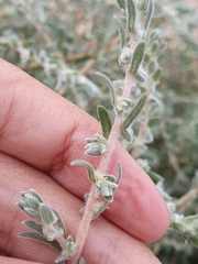 Bassia muricata (Bassia muricata)