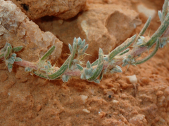 Bassia muricata (Bassia muricata)