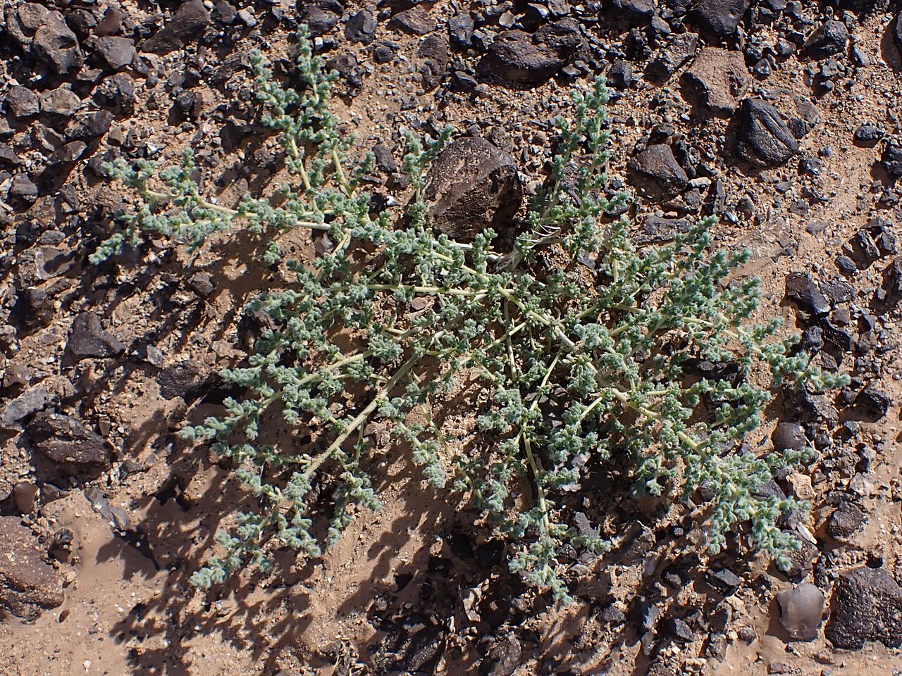 Bassia muricata: Bassia muricata in Al Mahmadiya in Jordan