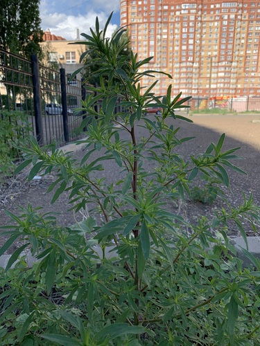 Burningbush (Bassia scoparia)