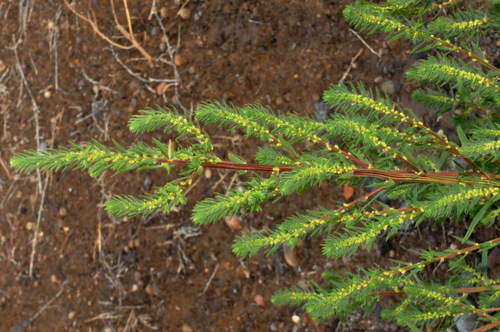 Burningbush (Bassia scoparia)