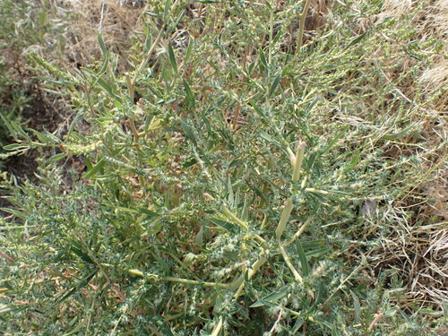 Burningbush (Bassia scoparia)