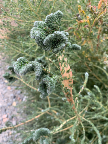Burningbush (Bassia scoparia)