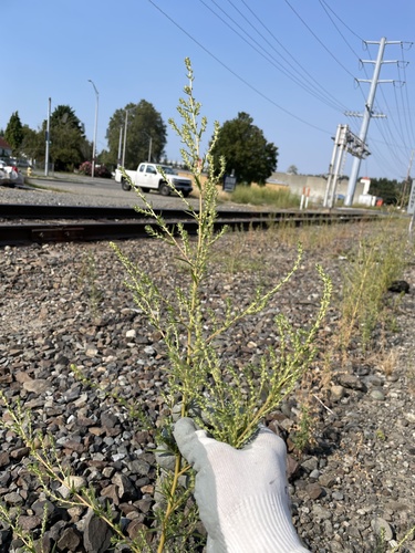 Burningbush (Bassia scoparia)