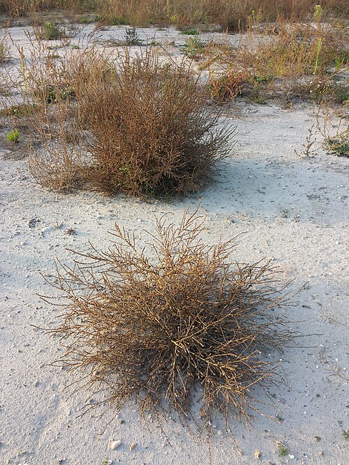 Burningbush: Habitus as tumbleweed Taxon: Bassia scoparia (sensu Fischer et al. EfÖLS 2008 ISBN 978-3-85474-187-9 ) Location: Neue Donau, Vienna-Floridsdorf - ca. 160 m a.s.