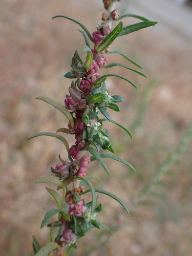 Burningbush (Bassia scoparia)
