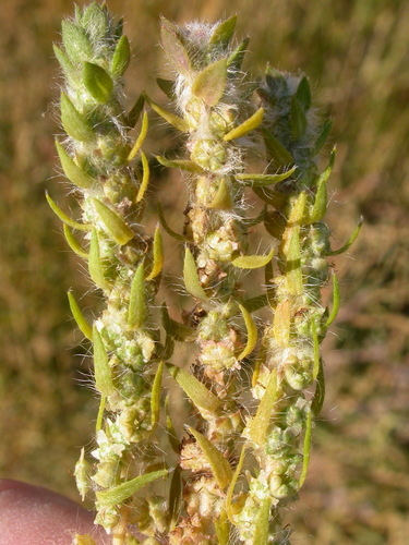 Burningbush (Bassia scoparia)