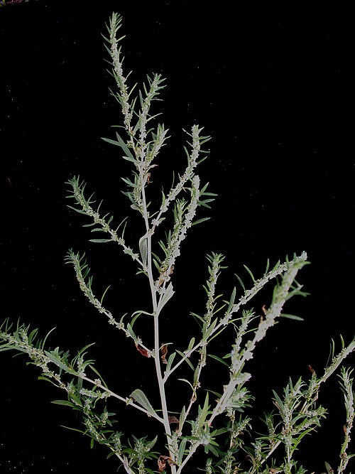 Burningbush: Nom français : kochia à balais. Nom anglais : common kochia. Tige, feuilles et infrutescence (fruits) du kochia à balais.