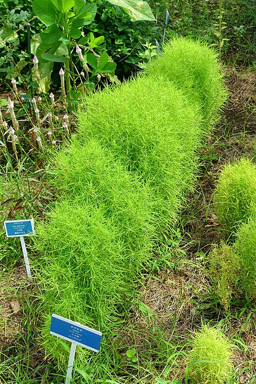 Burningbush: Horticultural specimen in the Urban Greening Botanical Garden - Kiba Park - Koto, Tokyo, Japan.