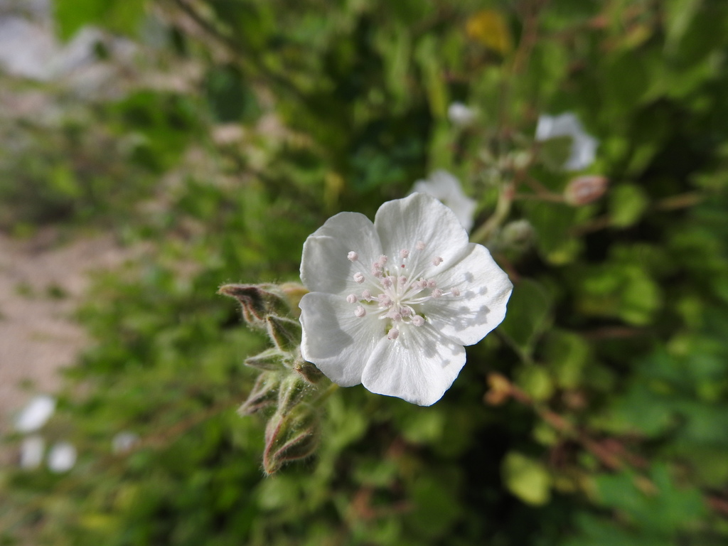 Bastardiastrum gracile (Bastardiastrum gracile)