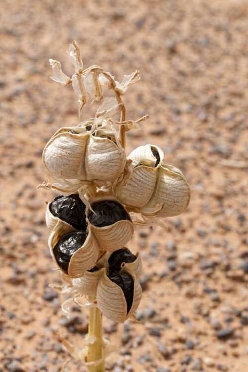 Battandiera amoena: Albuca amoena (Batt.) J. C. Manning & Goldblatt (2009) photographié dans le Sahara marocain oriental à Erfoud.