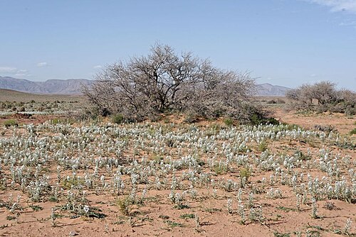 Battandiera amoena: Albuca amoena (Batt.) J. C. Manning & Goldblatt (2009) photographié dans le Sahara marocain oriental à Boudnib.