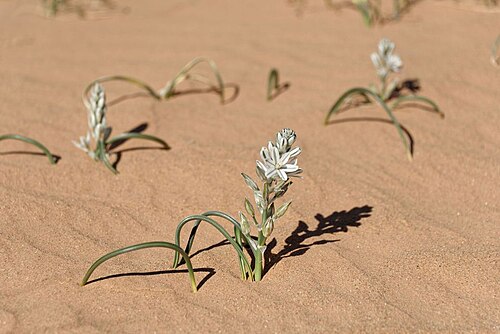 Battandiera amoena: Albuca amoena (Batt.) J. C. Manning & Goldblatt (2009) photographié dans le Sahara marocain oriental à Merzouga.