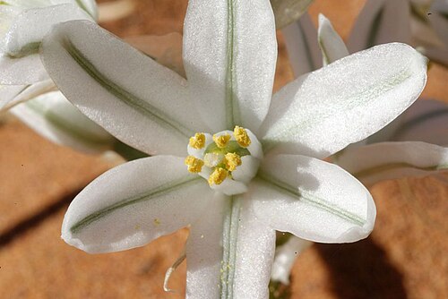 Battandiera amoena: Albuca amoena (Batt.) J. C. Manning & Goldblatt (2009) photographié dans le Sahara marocain oriental à Jdayed-Ouzina.